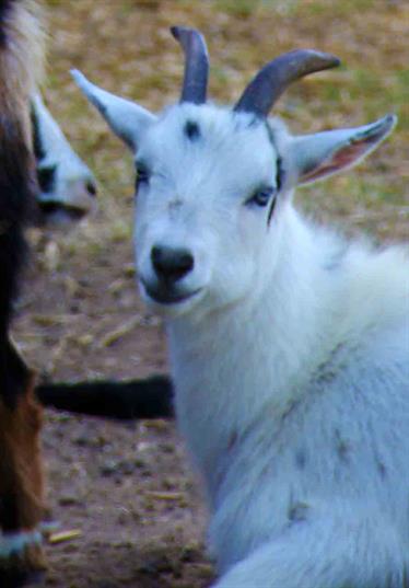 Jester King Goats
